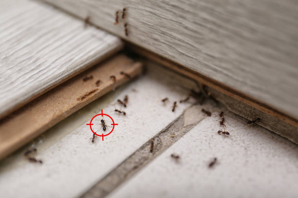 Best Mosquito Control Services  in Lexington Hills, CA