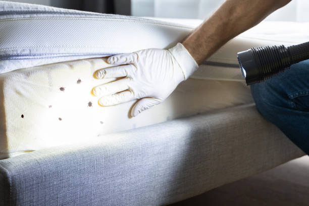 Best Pest Control Near Me  in Lexington Hills, CA