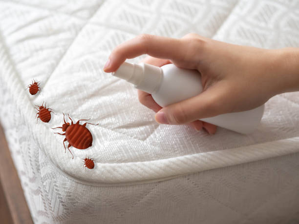 Best Spider Control Near Me  in Lexington Hills, CA